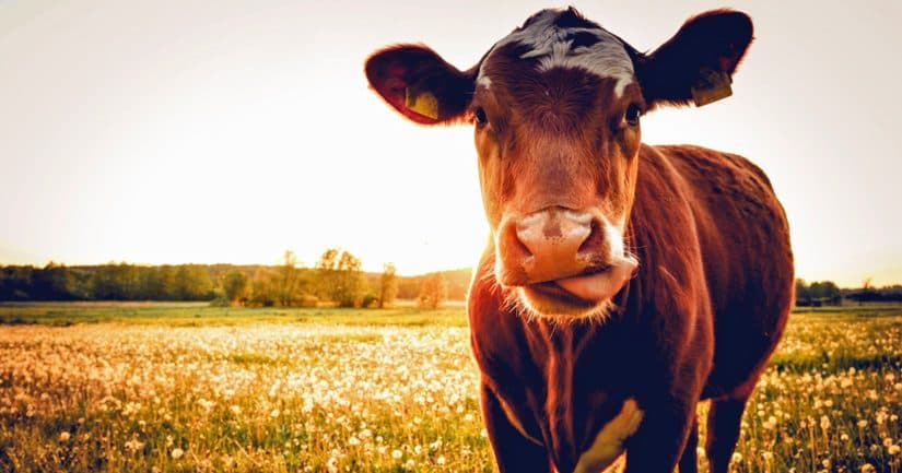 Cow